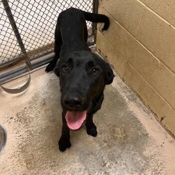 Skellington -  Black Labrador Retriever Dog for Adoption in Grass Valley, California - Skellington | PetCurious
