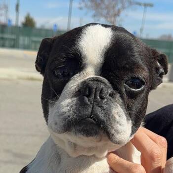 Boston Terrier Dogs Available for Adoption - Mariah A5759473 | PetCurious