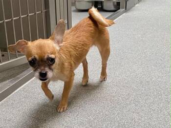 DARLA -  Cairn Terrier and Mixed Breed Dog for Adoption in Tustin, California - DARLA | PetCurious