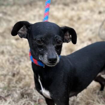 Chihuahua Dogs Available for Adoption - NEYTIRI | PetCurious