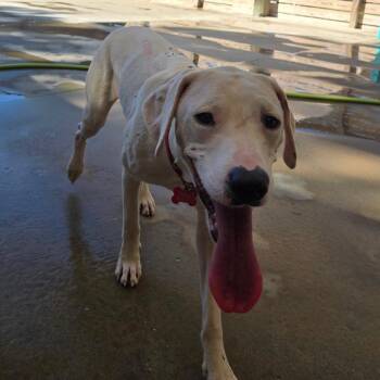 Suzie Rae -  Mixed Breed Dog for Adoption in Freeport, Florida - Suzie Rae | PetCurious