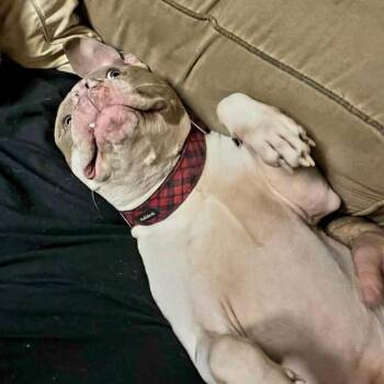 Sugar Ray -  Pit Bull Terrier Dog for Adoption in Lenexa, Kansas - Sugar Ray | PetCurious