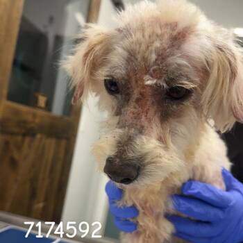 Fox Terrier Dogs Available for Adoption in Chico, California - BONGO | PetCurious