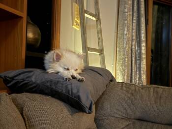 Rescue Pomeranian Dogs for Adoption in Holly, Michigan - Little Guido | PetCurious