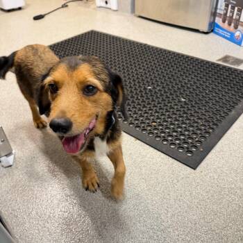 Adara -  Terrier and Mixed Breed Dog for Adoption in Englewood, Florida - Adara | PetCurious