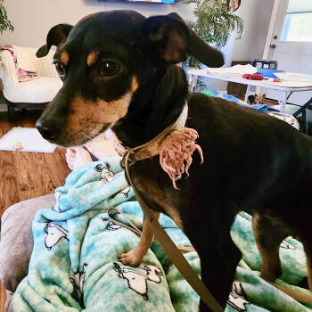 Rescue Miniature Pinscher Dogs for Adoption in Hillsborough, North Carolina - Cherry | PetCurious