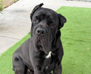Cane Corso Dogs Available for Adoption in Fort Myers, Florida - ZEUS | PetCurious
