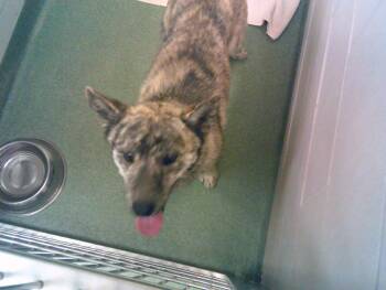 Rescue Mixed Breed Dogs for Adoption in Santa Fe, New Mexico - MAX | PetCurious