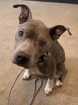 Pit Bull Terrier Dogs Available for Adoption - Sheena | PetCurious