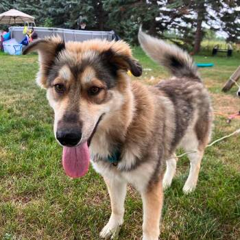 Wilson -  Shepherd Dog for Adoption in Grand Forks, North Dakota - Wilson | PetCurious