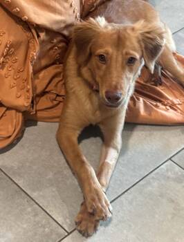 Arnie -  Golden Retriever and Labrador Retriever Dog for Adoption in Osteen, Florida - Arnie | PetCurious