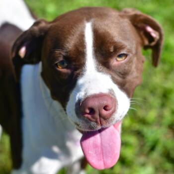 Wiggles -  Pointer and Mixed Breed Dog for Adoption in Ottawa, Kansas - Wiggles | PetCurious