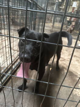 Rescue Black Labrador Retriever Dogs for Adoption in Jackson, Mississippi - Barkley | PetCurious