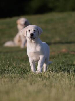 Great Pyrenees Dogs Available for Adoption in Sadler, Texas - Bunny | PetCurious