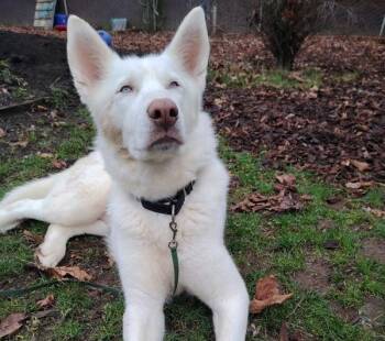 Ruby -  Siberian Husky Dog for Adoption in Vancouver, Washington - Ruby | PetCurious