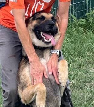 Russell -  German Shepherd Dog Dog Available for Adoption in New Braunfels, Texas - Russell | PetCurious
