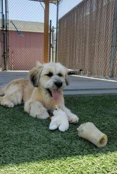 Terrier and Poodle Dogs Available for Adoption in Gardena, California - Eddie | PetCurious