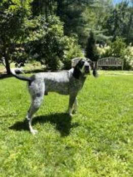 Skynyrd -  Coonhound Dog for Adoption in Cashiers, North Carolina - Skynyrd | PetCurious