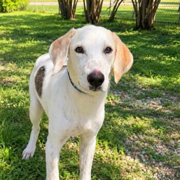 Loretta -  Mixed Breed Dog for Adoption in Buffalo, Minnesota - Loretta | PetCurious