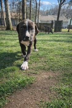 Pit Bull Terrier Dogs Available for Adoption - Jayla | PetCurious