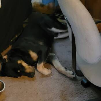 Rescue Mixed Breed Dogs for Adoption in Livingston, Texas - Bruser | PetCurious