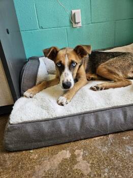 Rescue Mixed Breed Dogs for Adoption in Deerfield, Wisconsin - Sterling | PetCurious