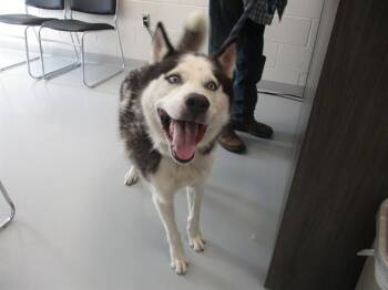 A385671 -  Siberian Husky Dog for Adoption in Ocala, Florida - A385671 | PetCurious
