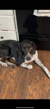 Beasley -  American Foxhound and German Shorthaired Pointer Dog for Adoption in Elloree, South Carolina - Beasley | PetCurious