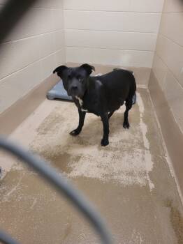 Rescue Pit Bull Terrier Dogs for Adoption in Lawrenceville, Georgia - Vc-2 C | PetCurious