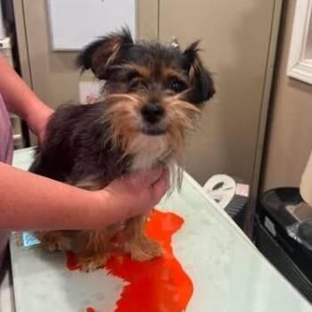 Franky -  Yorkshire Terrier and Mixed Breed Dog for Adoption in TIMBERCRK CYN, Texas - Franky | PetCurious