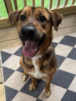Shepherd Dogs Available for Adoption in Calera, Alabama - Summer | PetCurious