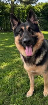 Max -  German Shepherd Dog Dog for Adoption in Chattanooga, Tennessee - Max | PetCurious