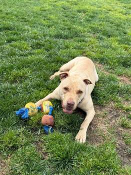 Milli Vanilli -  Pit Bull Terrier Dog Available for Adoption in Elk Grove, California - Milli Vanilli | PetCurious
