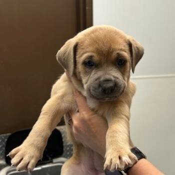 Mixed Breed Dogs Available for Adoption in Durango, Colorado - Audrey | PetCurious