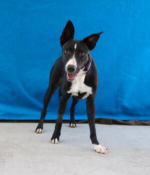 JUNE -  Australian Kelpie Dog for Adoption in Pasadena, California - JUNE | PetCurious