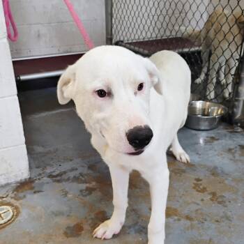 Rescue Great Pyrenees Dogs for Adoption in Duncan, Oklahoma - Luka | PetCurious