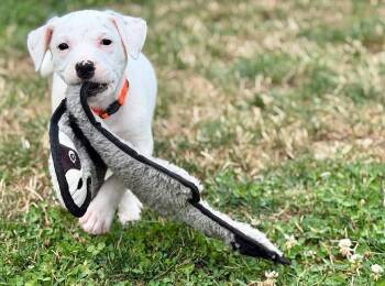 Chevron (Gas Station litter) -  Pit Bull Terrier and Jack Russell Terrier Dog for Adoption in Silvana, Washington - Chevron (Gas Station Litter) | PetCurious