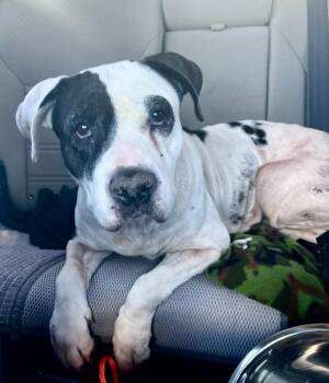 Pit Bull Terrier Dogs Available for Adoption - Maeve | PetCurious