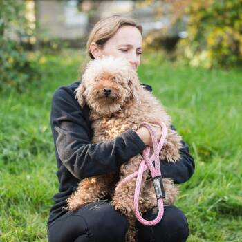 Rescue Goldendoodle Dogs for Adoption in Chester Springs, Pennsylvania - Jewel | PetCurious