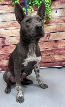 AC-5336 - "Angel" -  Cattle Dog and Pit Bull Terrier Dog for Adoption in Conyers, Georgia - AC-5336 - "Angel" | PetCurious