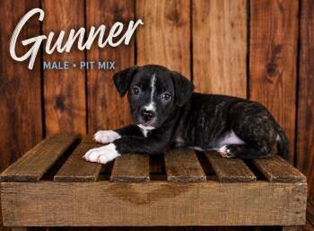 Gunner (Gatsbys litter) -  American Staffordshire Terrier and Staffordshire Bull Terrier Dog for Adoption in Holly Springs, North Carolina - Gunner (Gatsbys Litter) | PetCurious