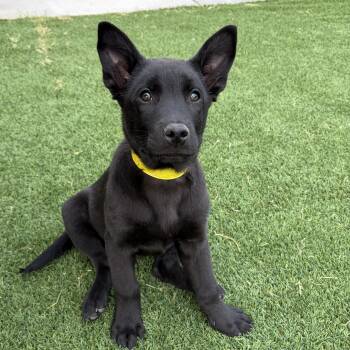 Shepherd Dogs Available for Adoption - Camaro | PetCurious