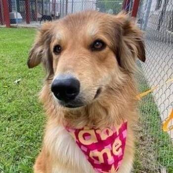 Poppy -  Mixed Breed Dog for Adoption in Bentonville, Arkansas - Poppy | PetCurious
