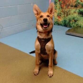 SAVE ME PLEASE SHAYLA - IDA554098 -  Shepherd Dog for Adoption in San Marcos, California - SAVE ME PLEASE SHAYLA - IDA554098 | PetCurious