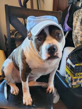 Rescue Pit Bull Terrier Dogs for Adoption in Minneapolis, Minnesota - Diamond | PetCurious