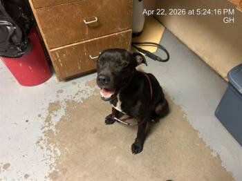 Pit Bull Terrier Dogs Available for Adoption in Ocala, Florida - STETSON | PetCurious