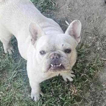 Angel Cake -  French Bulldog Dog for Adoption in Sonoma, California - Angel Cake | PetCurious