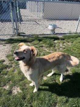 Mixed Breed Dogs Available for Adoption in Emmett, Idaho - Blondie | PetCurious