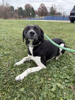 Rescue Coonhound Dogs for Adoption in Wooster, Ohio - Tack | PetCurious
