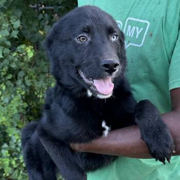 Benjo - Local July 10-12 -  Labrador Retriever Dog for Adoption in Brookshire, Texas - Benjo - Local July 10-12 | PetCurious